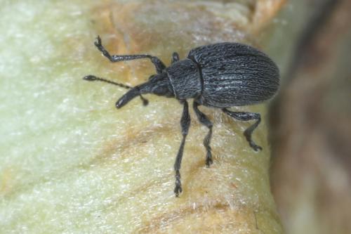 Réf. 308 037 : Apioninae inconnu